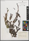 Foto von Salix purpurea L.